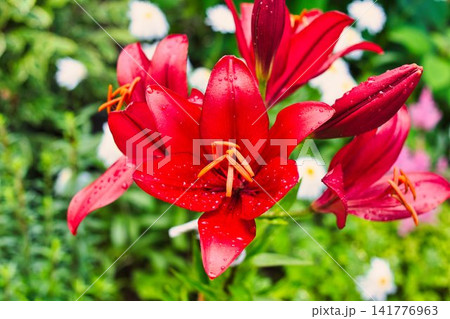 夏の花 夏の花 141776963