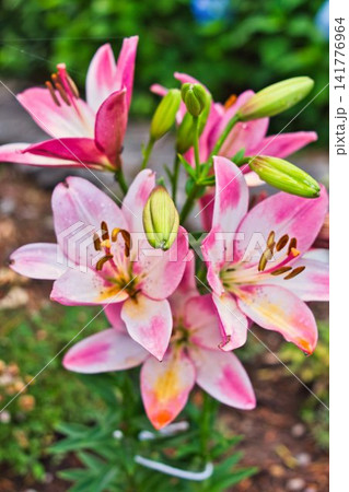 夏の花 夏の花 141776964