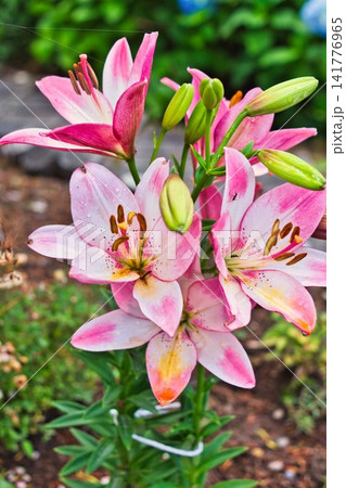 夏の花 141776965