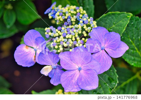 夏の花 夏の花 141776968