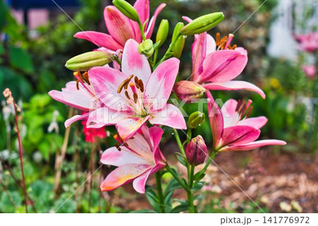 夏の花 夏の花 141776972