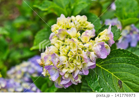 夏の花 夏の花 141776973