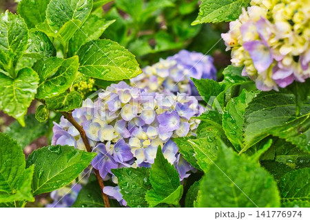 夏の花 夏の花 141776974