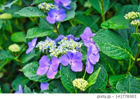夏の花 夏の花 141776983
