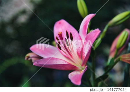 夏の花 夏の花 141777024