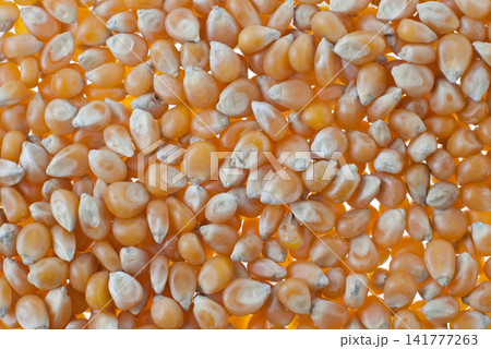 Corn closeup Corn closeup 141777263
