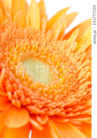 Gerbera flower Gerbera flower 141777285