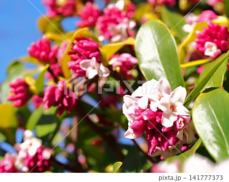 ジンチョウゲの花の生態写真 ジンチョウゲの花の生態写真 141777373