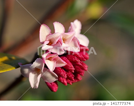 ジンチョウゲの花の生態写真 141777374