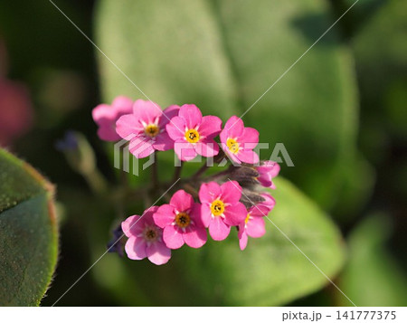 ピンク色のワスレナグサの花の生態写真 ピンク色のワスレナグサの花の生態写真 141777375
