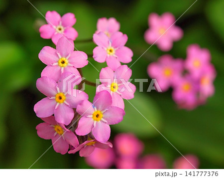ピンク色のワスレナグサの花の生態写真 ピンク色のワスレナグサの花の生態写真 141777376