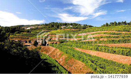 Aerial View of Terraced Vineyards on a Sunny Hillside Aerial View of Terraced Vineyards on a Sunny Hillside 141777939