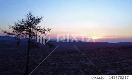 Lonely Tree Silhouetted Against a Golden Sunset in Aveiro 141778217