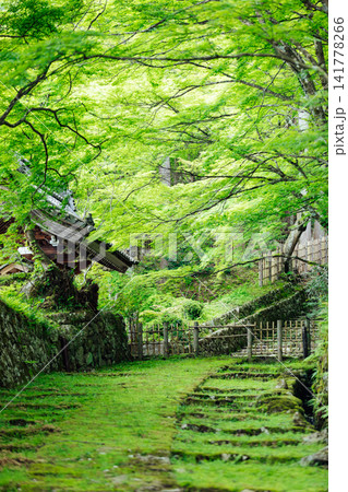【滋賀県東近江市】百済寺 苔むす表門前と新緑の絶景 【滋賀県東近江市】百済寺 苔むす表門前と新緑の絶景 141778266