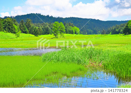 緑の大江湿原　夏の風景　　　　 141778324