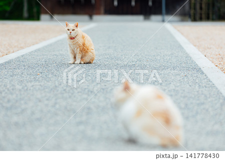 お寺の参道でくつろぐ猫 お寺の参道でくつろぐ猫 141778430