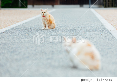 お寺の参道でくつろぐ猫 お寺の参道でくつろぐ猫 141778431