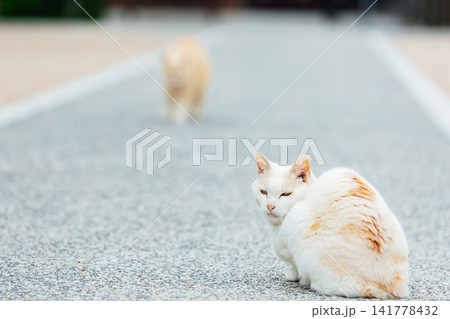 振り返ってこちらを見る猫 振り返ってこちらを見る猫 141778432