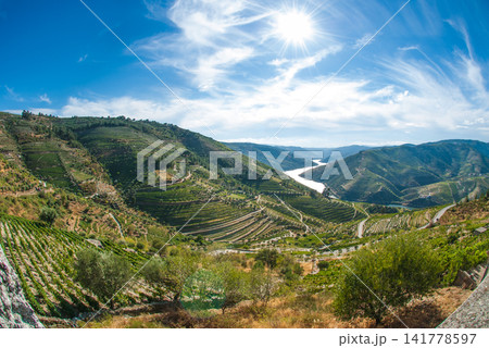 vineyars in Douro Valley vineyars in Douro Valley 141778597