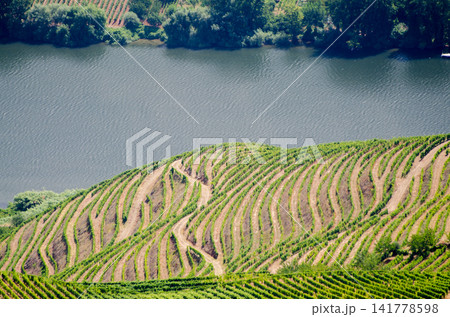 vineyars in Douro Valley 141778598