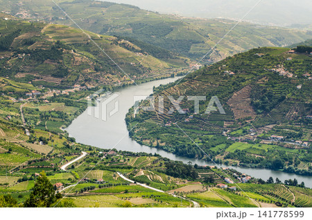 vineyars in Douro Valley vineyars in Douro Valley 141778599