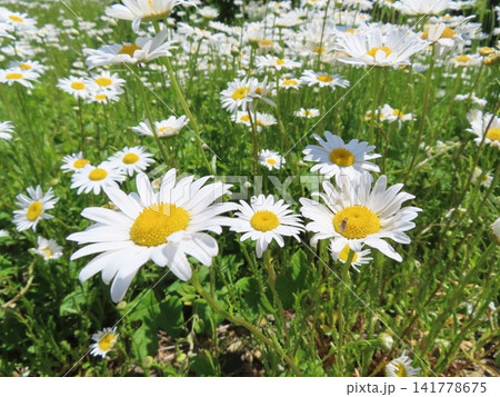 初夏に咲く白い花々 初夏に咲く白い花々 141778675