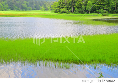 緑の大江湿原 夏の風景 緑の大江湿原 夏の風景 141778682