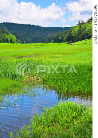 緑が映える大江湿原 夏の風景 緑が映える大江湿原 夏の風景 141778696