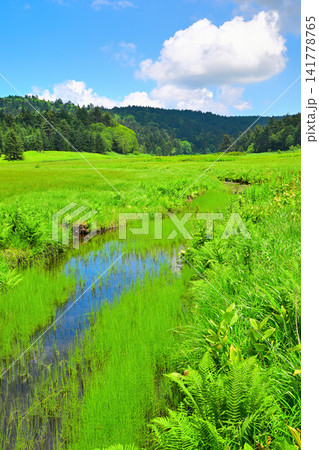 緑に映えるの大江湿原 夏の風景 緑に映えるの大江湿原 夏の風景 141778765