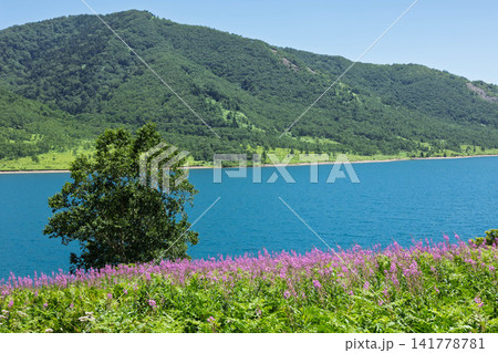 夏の野反湖 ヤナギランの群生地 テン場のお花畑 夏の野反湖 ヤナギランの群生地 テン場のお花畑 141778781