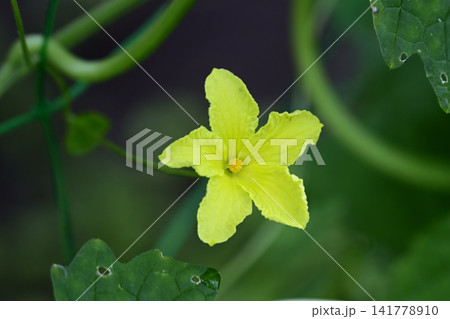 黄色いゴーヤの花 141778910