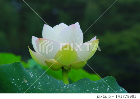 里山を彩る白い蓮の花 里山を彩る白い蓮の花 141778983