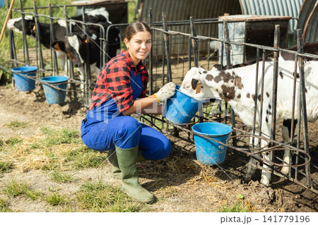 Girl engaged in cow breeding, caring for small calves in open stall, watering them from bucket Girl engaged in cow breeding, caring for small calves in open stall, watering them from bucket 141779196
