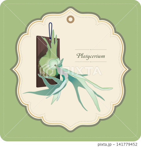 ビカクシダの植物タグテンプレート ビカクシダの植物タグテンプレート 141779452