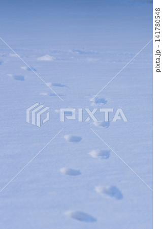 新雪の上に残る平行な軌跡と足跡 141780548