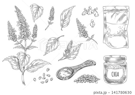 Chia plant and products vector engraved sketch collection, Salvia hispanica, condiment or seasoning seeds, Superfood Chia plant and products vector engraved sketch collection, Salvia hispanica, condiment or seasoning seeds, Superfood 141780630