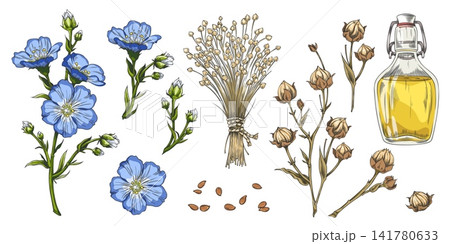Flax sketch collection, blue flowers, dry seeds on stem, Linen oil, vector hand drawn organic superfood, medicinal herb Flax sketch collection, blue flowers, dry seeds on stem, Linen oil, vector hand drawn organic superfood, medicinal herb 141780633