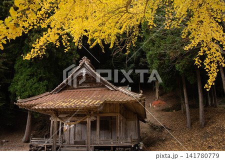 黄金色の銀杏が彩る山里の古い神社 黄金色の銀杏が彩る山里の古い神社 141780779