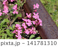赤い小さな花 141781310