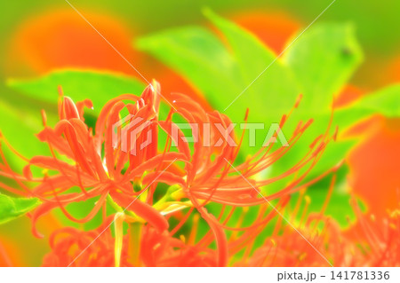 鮮やかな鮮紅色の彼岸花 141781336