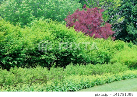 北海道紀行 6月の六花の森と中札内美術村庭園 春の中札内美術村庭園 北海道紀行 6月の六花の森と中札内美術村庭園 春の中札内美術村庭園 141781399