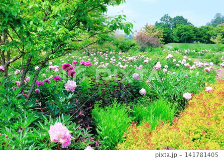 北海道紀行　　　6月の六花の森と中札内美術村庭園　　　春の中札内美術村庭園 141781405