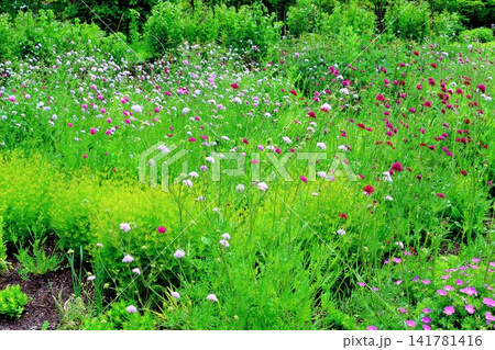 北海道紀行 6月の六花の森と中札内美術村庭園 春の中札内美術村庭園 北海道紀行 6月の六花の森と中札内美術村庭園 春の中札内美術村庭園 141781416