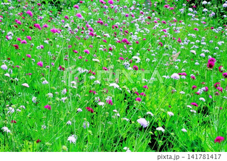 北海道紀行 6月の六花の森と中札内美術村庭園 春の中札内美術村庭園 北海道紀行 6月の六花の森と中札内美術村庭園 春の中札内美術村庭園 141781417