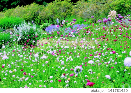 北海道紀行 6月の六花の森と中札内美術村庭園 春の中札内美術村庭園 北海道紀行 6月の六花の森と中札内美術村庭園 春の中札内美術村庭園 141781420