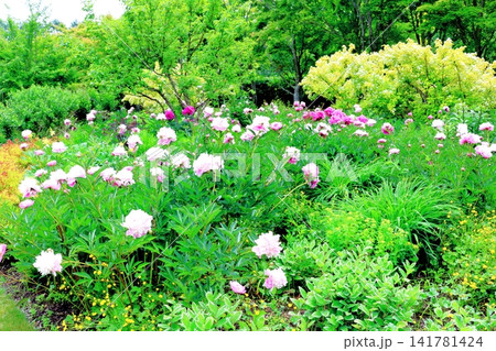北海道紀行 6月の六花の森と中札内美術村庭園 春の中札内美術村庭園 北海道紀行 6月の六花の森と中札内美術村庭園 春の中札内美術村庭園 141781424