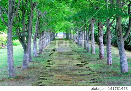 北海道紀行 6月の六花の森と中札内美術村庭園 春の中札内美術村庭園 北海道紀行 6月の六花の森と中札内美術村庭園 春の中札内美術村庭園 141781428