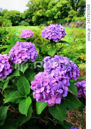 お濠端に咲き誇る…満開の『紫陽花』 お濠端に咲き誇る…満開の『紫陽花』 141781508