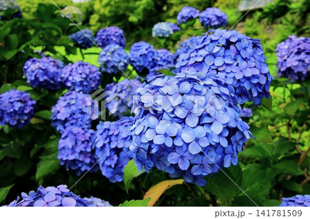 お濠端に咲き誇る…満開の『紫陽花』 お濠端に咲き誇る…満開の『紫陽花』 141781509