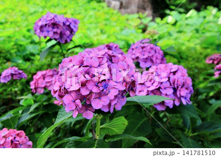 お濠端に咲き誇る…満開の『紫陽花』 お濠端に咲き誇る…満開の『紫陽花』 141781510